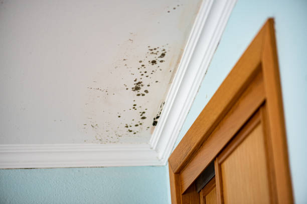 Best Residential Mold Removal  in Havre, MT