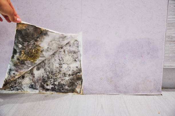 Mold Testing and Removal in Havre, MT